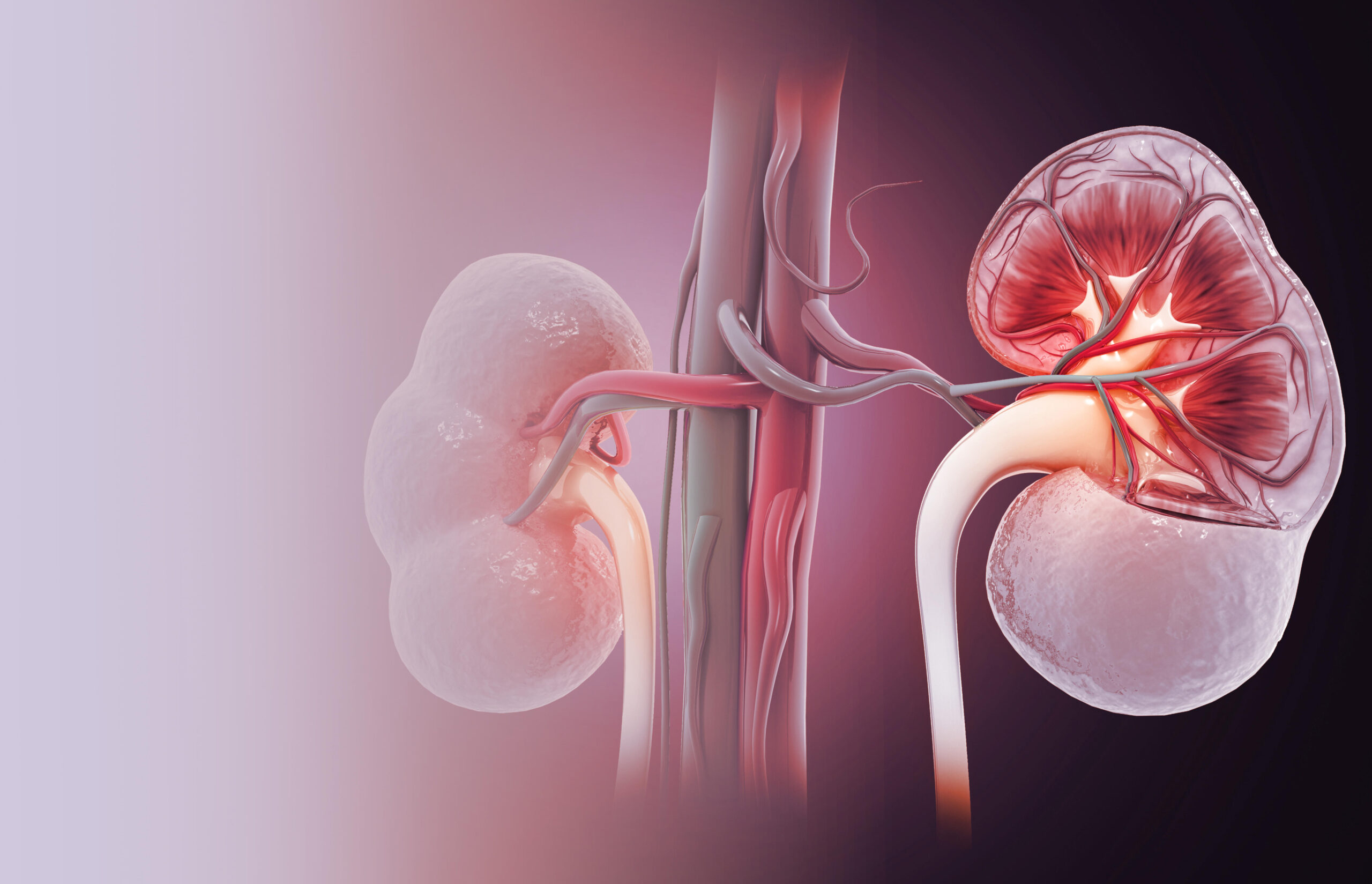 Piirroskuva munuaisista.