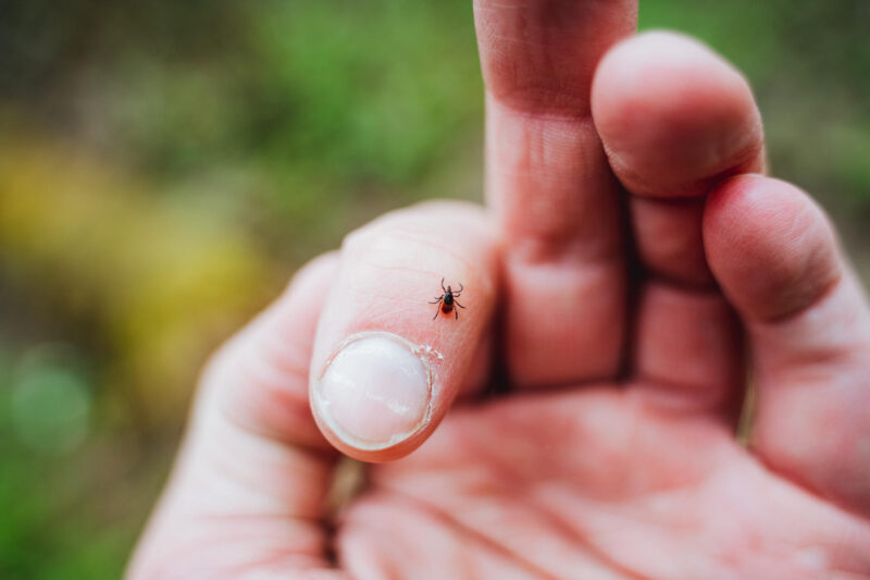 Puutiainen sormenpäässä.