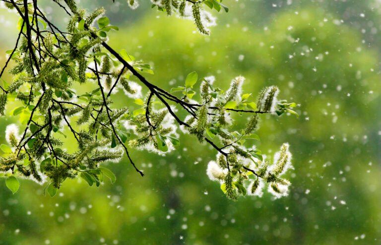 Tiesitkö tätä siitepölyallergiasta?