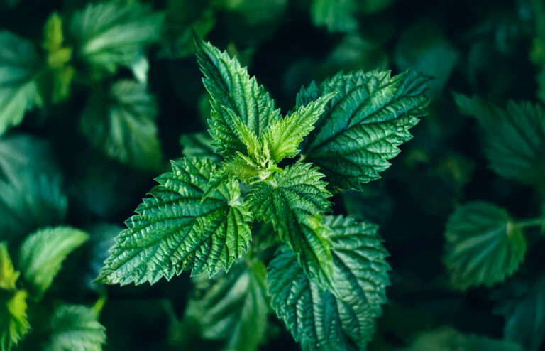 Alkuvoimaa nokkosesta