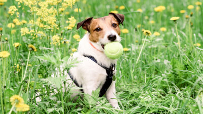 Jack Russelin terrieri tennipallo suussa heinikossa.
