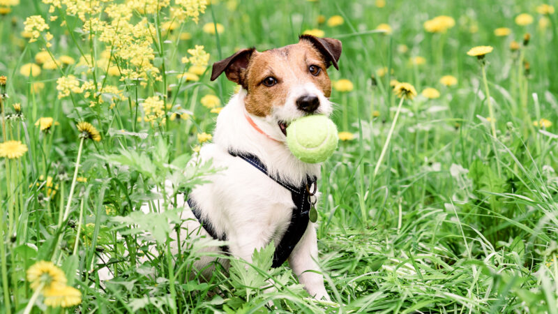 Jack Russelin terrieri tennipallo suussa heinikossa.